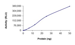 Sino Biological&nbsp;Recombinant Human c-Kit Protein (d557-558, GST Tag), Active